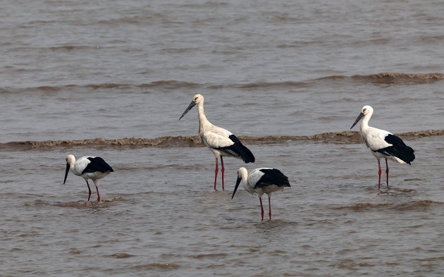 0A4A0157_东方白鹳.jpg 0A4A0157_东方白鹳.jpg