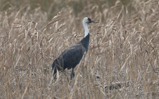 bea16161e6fc88c8eaf119c6938c66c.jpg bea16161e6fc88c8eaf119c6938c66c.jpg