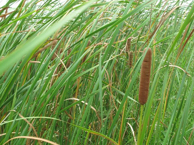         蒲草1.jpg